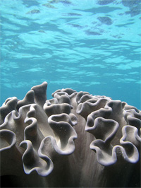 Underwater Zoarial Polyp Colony